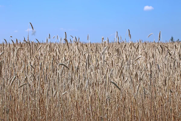 Mature wheat ears — Stock Photo, Image