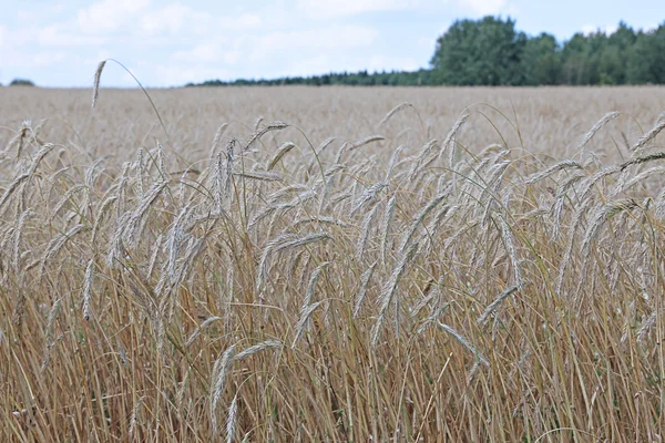 成熟した小麦の穂 — ストック写真