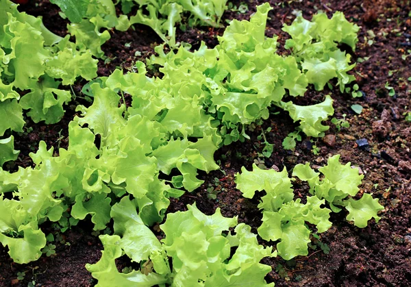 Young plant of lettuce — Stock Photo, Image