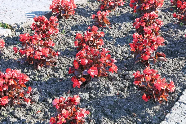 Красные цветы бугорчатые бегонии — стоковое фото