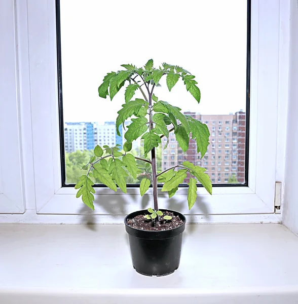 Tomatensetzling im Gartentopf auf der Fensterbank — Stockfoto