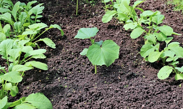 Cucumber seedlings on the gardenbad — Stock Photo, Image