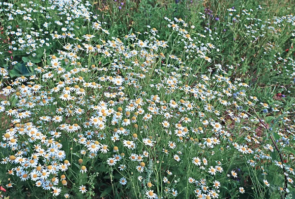 Thickets of flowers field of camomiles — Stock Photo, Image