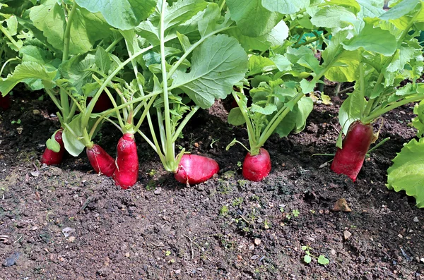 Ripe oval red radish — Stock Photo, Image