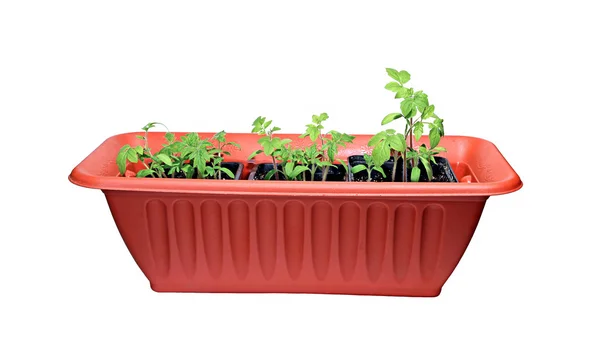 Muitos tomates brotos em uma caixa marrom isolada — Fotografia de Stock