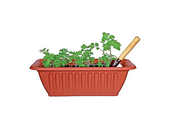 Många groddar tomater i en brun låda och scoop, isolerade — Stockfoto