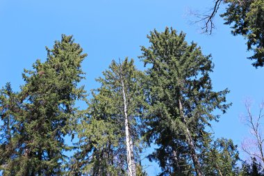 ormandaki yüksek Ladin 