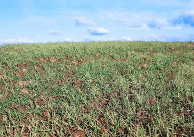 veel jonge zaailingen van groen gras