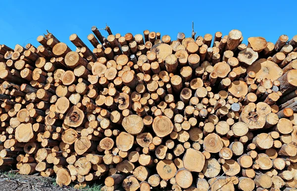 Oogsten hout logboeken — Stockfoto