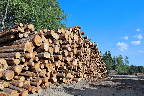 Harvesting timber logs — Stock Photo, Image