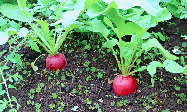 Ripe oval red radish — Stock Photo, Image