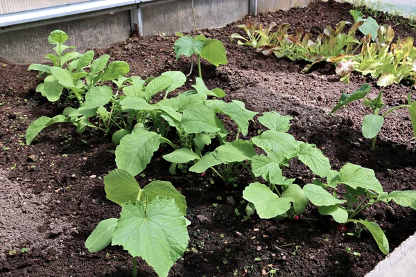 Cucumber seedlings and young radish seedlings on the gardenbad — Stock Photo, Image