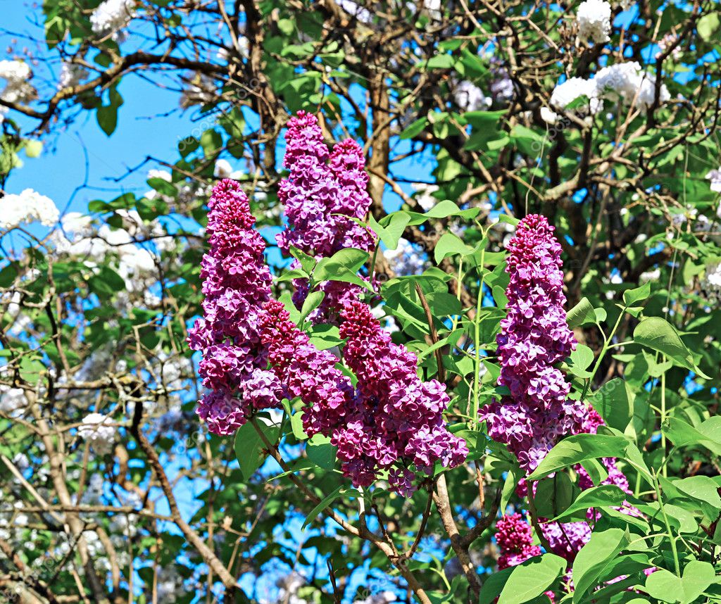 Lilacs in the park — Stock Photo © Kingan77 #66961209