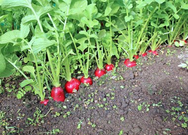 Olgun oval kırmızı turp