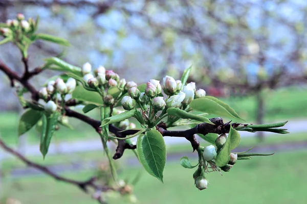 Blühender Birnbaumzweig — Stockfoto