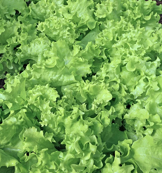 Backgrounds of of growing a vegetable lettuce — Stock Photo, Image