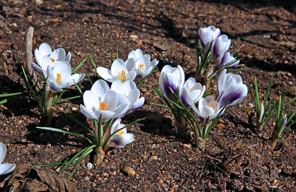 Weiße Krokusblüten im Garten — Stockfoto