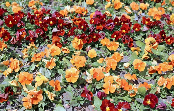 Path of blooming flowers the brown and orange Pansies — Stock Photo, Image