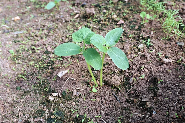 Agurk kimplanter på havendårlig - Stock-foto