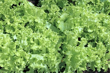 Bir sebze marul büyüyen arka planları