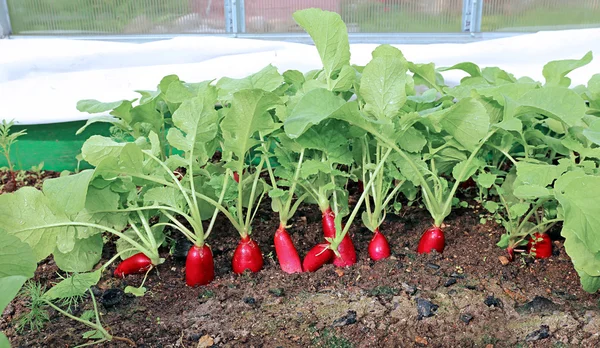 Ripe oval red radish — Stock Photo, Image
