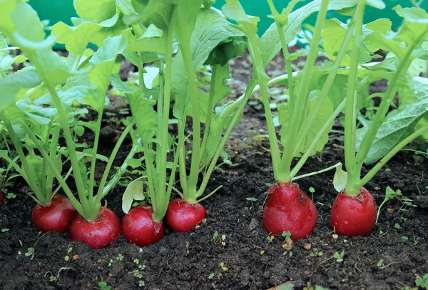 Ripe oval red radish — Stock Photo, Image