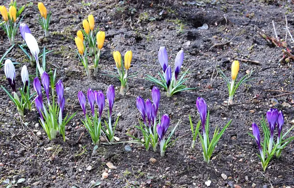 Fleurs de crocus jaunes et lilas dans le jardin au début du printemps — Photo