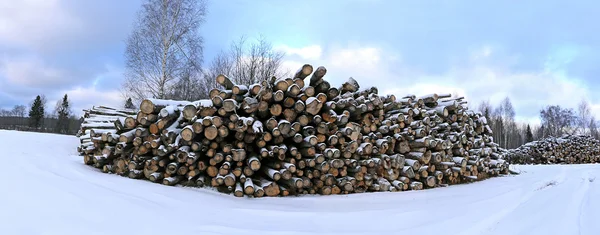 Cosechando troncos de madera en un bosque en invierno —  Fotos de Stock