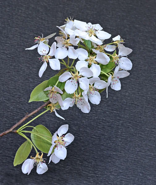 Flowering pear tree branch — Stock Photo, Image