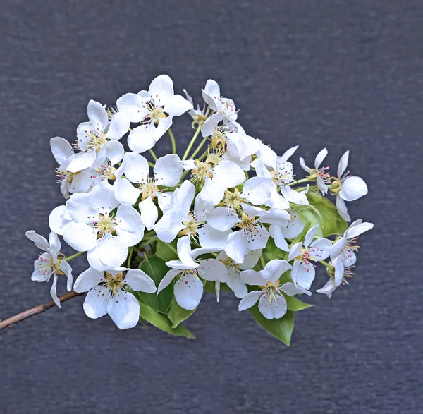 Flowering pear tree branch — Stock Photo, Image