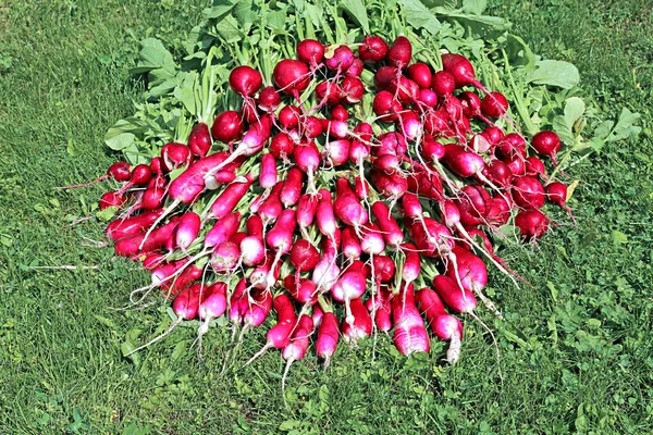 Many fresh radishes with leaves — Stock Photo, Image