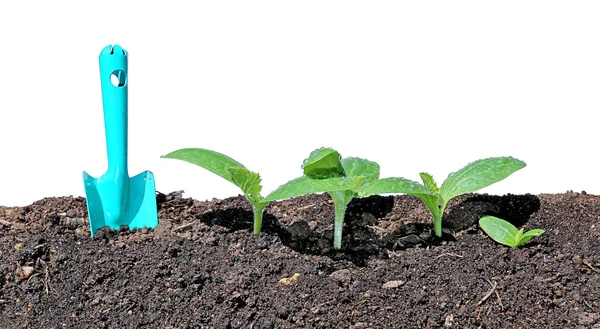 Young seedlings of cucumber closeup isolated — Stock Photo, Image