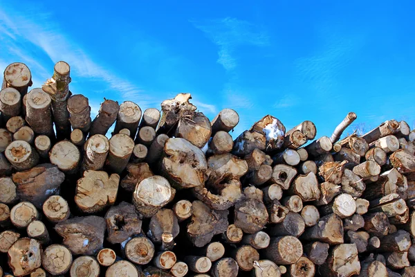 Colheita de toras de madeira em uma floresta no inverno — Fotografia de Stock