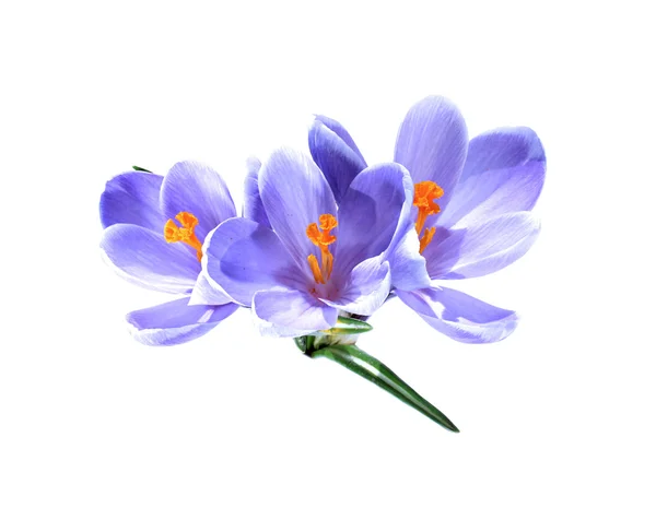 Small bouquet of three lilac crocuses — Stock Photo, Image