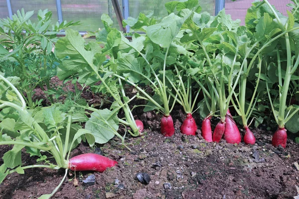 Ripe oval red radishes — Stock Photo, Image