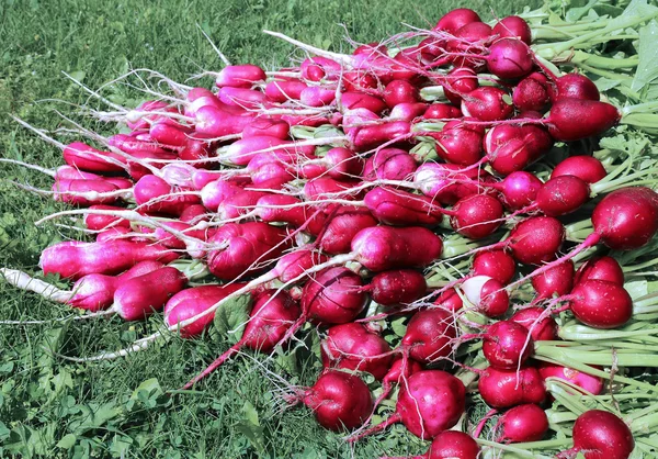 Vele verse radijs met bladeren — Stockfoto