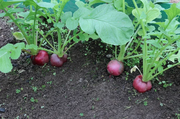 Ripe oval red radish — Stock Photo, Image