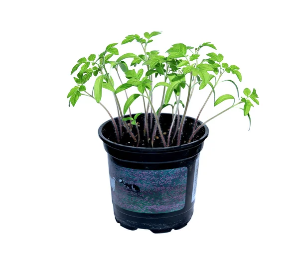 Young tomato sprouts — Stock Photo, Image