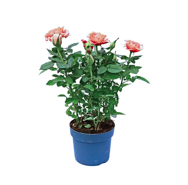 Blommande cream tea rose bush i en trädgård pott isolerade — Stockfoto