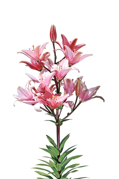 Flowers and flower buds of a bright pink lilies isolated — Stock Photo, Image