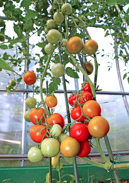 Pomodori rossi e verdi che maturano sul cespuglio in serra — Foto Stock