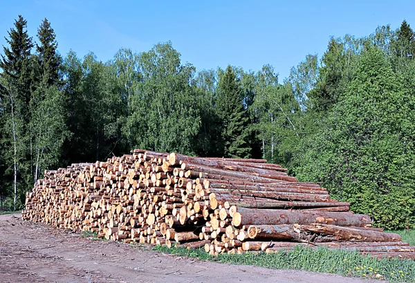 Harvesting timber logs — Stock Photo, Image