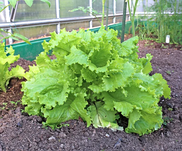 De groene sla plant in de gardenbed — Stockfoto