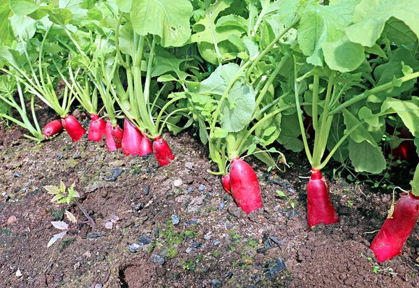 Rábanos rojos ovalados maduros — Foto de Stock