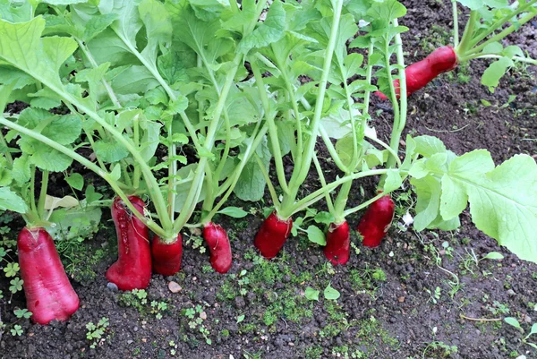 Ripe oval red radishes — Stock Photo, Image