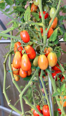 sera içinde Bush olgunlaşma domates kırmızı ve yeşil