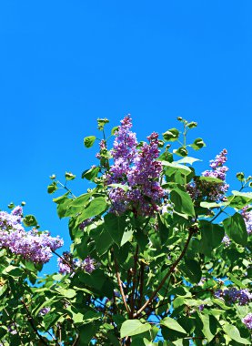 Kent parkta çiçek leylak