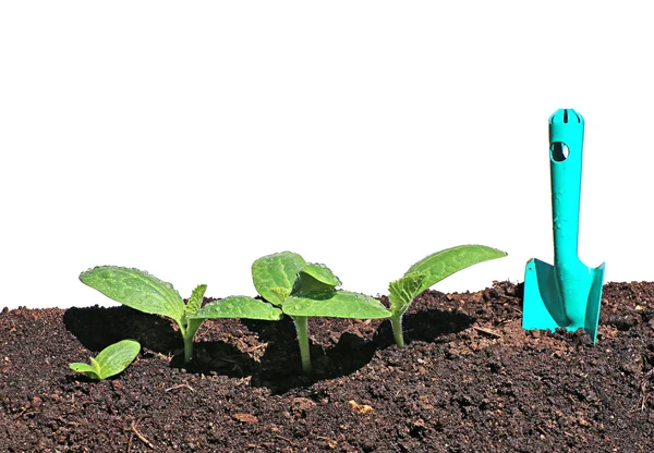 Jeunes plants de citrouille en gros plan isolés sur fond blanc — Photo