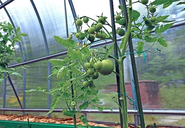 Стебла з зеленими помідорами в теплиці — стокове фото