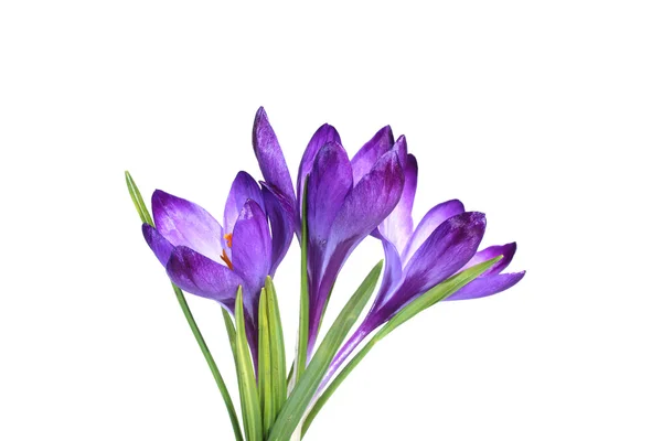 Mały bukiet trzech liliowy krokusy — Zdjęcie stockowe